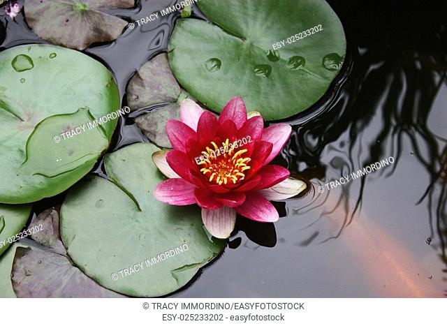 A pink Water lily surrounded by lily pads sprinkled with rain in a koi pond