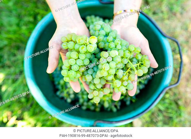 16 August 2019, Rhineland-Palatinate, Neustadt an der Weinstraße: Hands holding grapes of the ""Solaris"" variety in a vineyard in the Geinsheim district above...