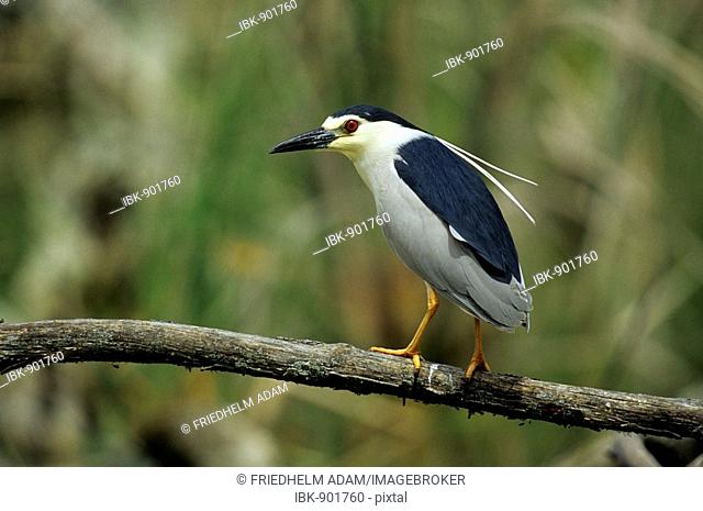 Black-crowned Night Heron (Nycticorax nycticorax) sitting on a branch, Retszilas, Hungary, Europe