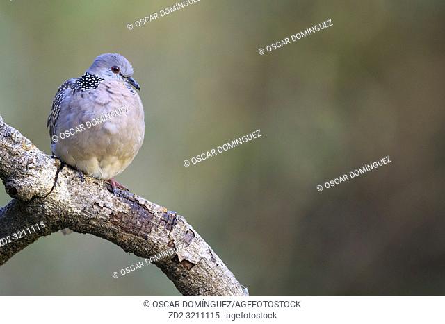 Western Spotted Dove (Spilopelia suratensis) perched on branch. Pangot. Nainital district. Uttarakhand. India