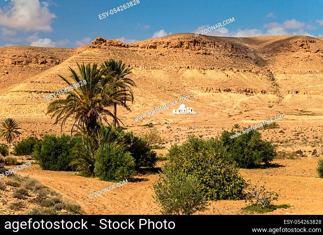 Oasis in a desert. South Tunisia
