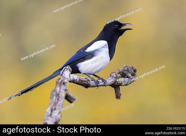 Eurasian Magpie (Pica pica), side view of an adult perched on a branch, Campania, Italy