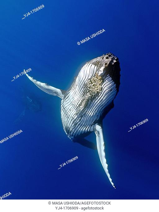 humpback whales, Megaptera novaeangliae, displaying courtship behavior - male aggressively pursuits female while blowing bubbles vigorously