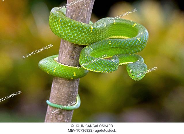 Side-striped Palm-pitviper (Bothriechis lateralis)