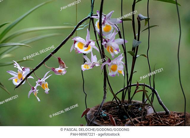 White orchis in a garden. Kon Tum. Vietnam. | usage worldwide. - Kon Tum/Kon Tum/Vietnam