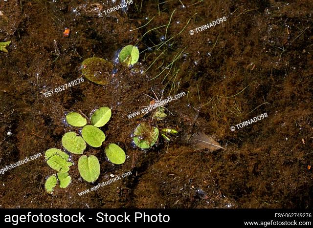 White-banded fishing spider (Dolomedes albineus) on water plants waiting to capture food
