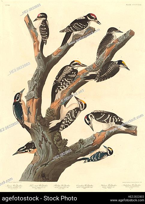 Maria's Woodpecker, 1838. Creator: Robert Havell