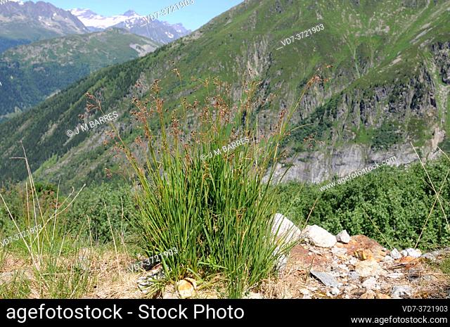 Wood club-rush (Scirpus sylvaticus) is a perennial herb native to Eurosiberian region. This photo was taken in Pyrenees