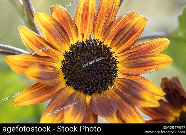 Close up view of a little becka sunflower at the Finch Arboretum in Spokane, Washington USA