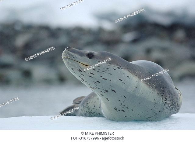 Leopard seal Hydrurga leptonyx on ice berg. Arctowski Peninsula, Antarctica