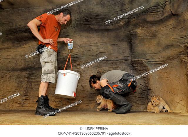 Cubs of Barbary lion Basty and Terry were weighed and deworming in a zoo in Olomouc, Czech Republic, September 6, 2013. This subspecies of lion that became...