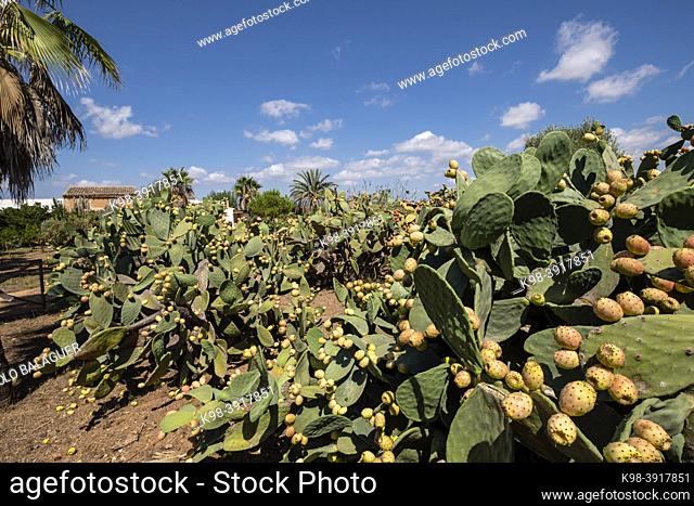 prickly pears with ripe fruits, Son Marrano, Mallorca, Balearic Islands, Spain