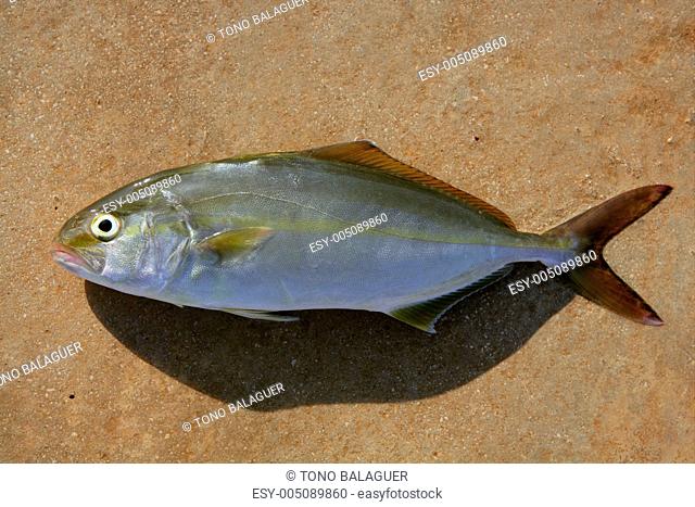 Seriola dumerili fish greater amberjack fish