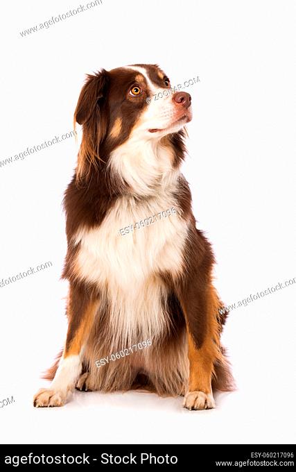 Australian shepherd dog sitting isolated on white background and looking to the camera