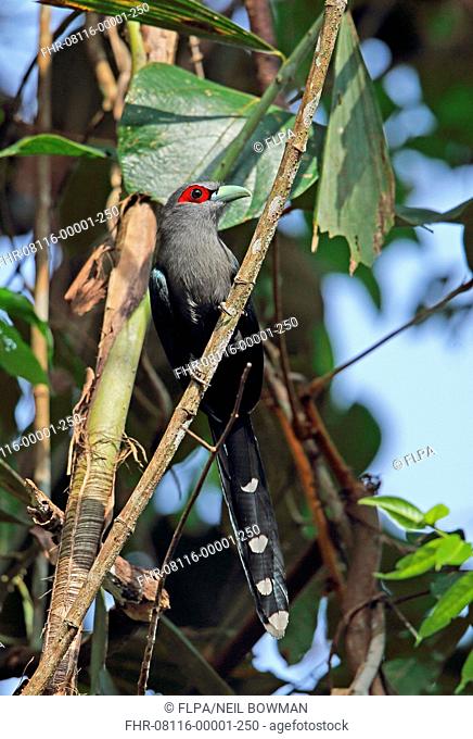 Black-bellied Malkoha (Phaenicophaeus diardi diardi) adult, perched on branch, Taman Negara N.P., Titiwangsa Mountains, Malay Peninsula, Malaysia, February