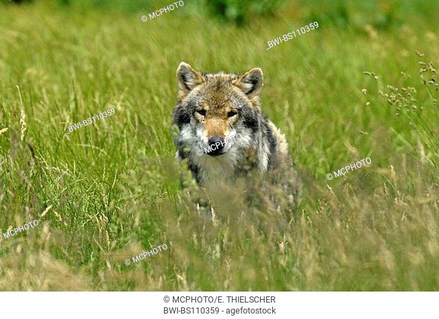 European gray wolf (Canis lupus lupus), in meadow, Germany, Bavaria, Bavarian Forest National Park