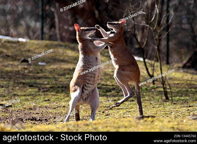 The red kangaroo, Macropus rufus is the largest of all kangaroos, the largest terrestrial mammal native to Australia, and the largest extant marsupial