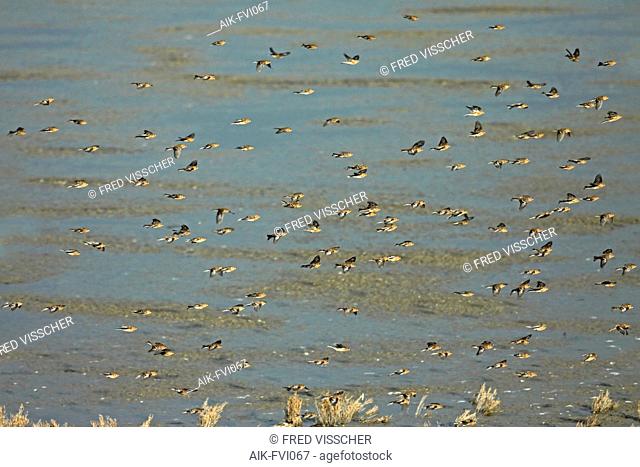 Flock of Twite (Linaria flavirostris) in flight wintering in the Netherlands