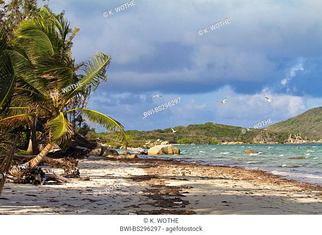 coconut palm (Cocos nucifera), palm beach, Chili Beach, Australia, Queensland, Iron Range National Park, Cape York