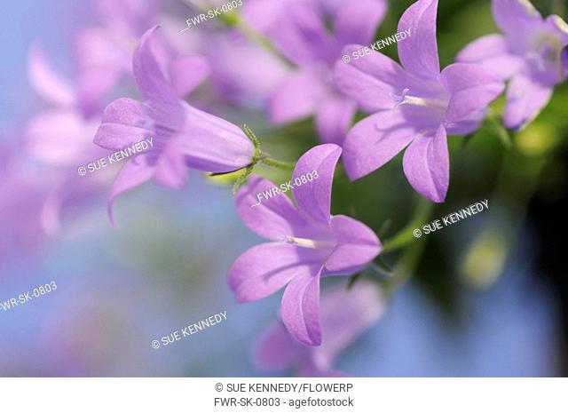 Campanula isophylla, Campanula, Bellflower, Italian bellflower, Purple subject
