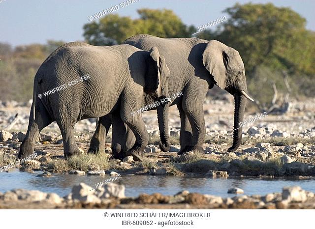 African Bush Elephants or Savanna Elephants (Loxodonta africana) at a waterhole, Etosha National Park, Namibia, Africa