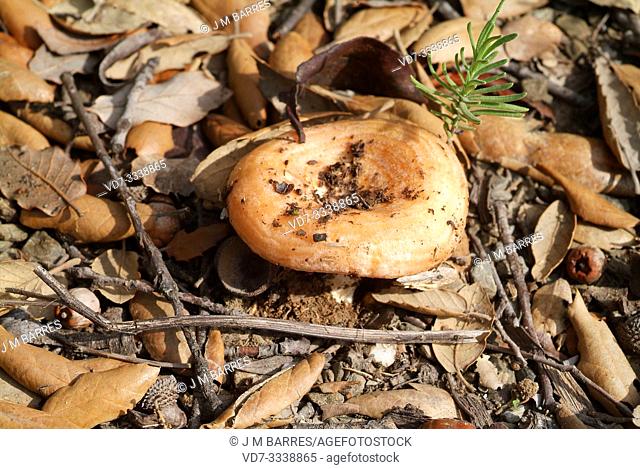 Yellowdrop milkcap (Lactarius chrysorrheus) is an inedible mushroom. This photo was taken in Montseny Biosphere Reserve, Barcelona province, Catalonia, Spain