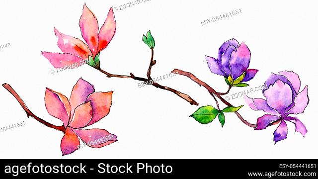 Wildflower magnolia flower in a watercolor style isolated. Full name of the plant: magnolia. Aquarelle wild flower for background, texture, wrapper pattern
