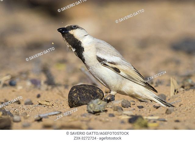 Desert Sparrow (Passer simplex saharae), adult male crushing some food