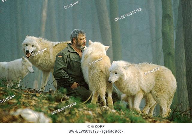 arctic wolf, tundra wolf Canis lupus albus, Werner Freund sitting amongst a pack, Germany, Saarland, Merzig