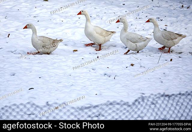 04 December 2023, Saxony, Waldheim: Four geese waddle through the snow. The poultry is a popular delicacy at Christmas time. Photo: Jan Woitas/dpa/ZB