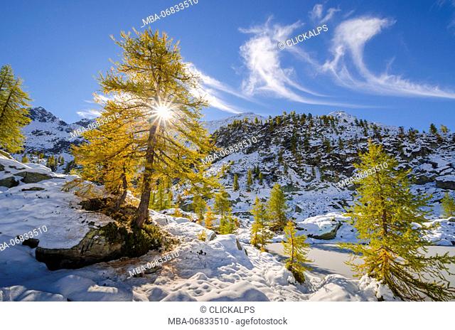Larches and the first autumnal's snow (Orco valley, Gran Paradiso National Park, Piedmont, Italy, Italian alps)