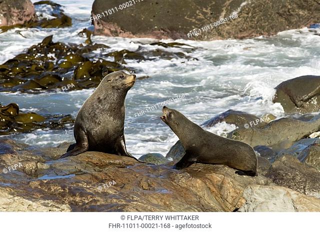 New Zealand Fur Seal Arctocephalus forsteri adult male and female, interacting, on coastal rocks, South Island, New Zealand