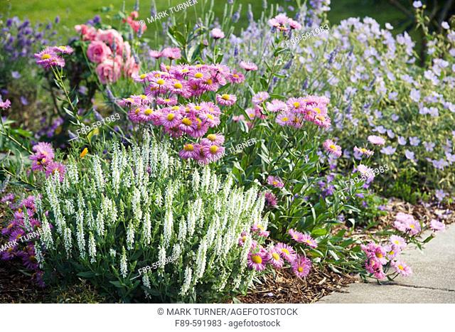 Salvia 'Snow Hill'.  Erigeron cv. Rosa 'Columbus'. Geranium 'Blue Cloud'. McClendon, Bellingham. Washington, USA