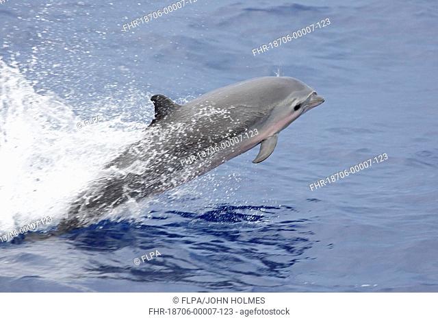 Fraser's Dolphin (Lagenodelphis hosei) adult, leaping from sea, off New Ireland, Bismarck Archipelago, Papua New Guinea, April