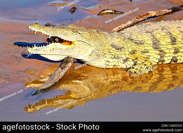 Nilkrokodil im South Luangwa Nationalpark, Sambia, (Crocodylus niloticus) | nile crocodile at South Luangwa National Park, Zambia, (Crocodylus niloticus)