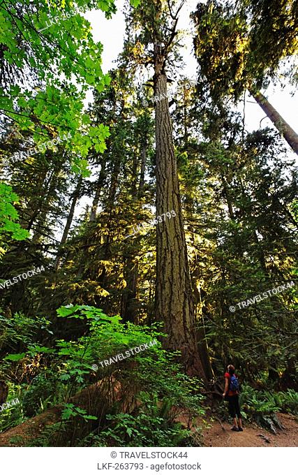 Ancient trees in Cathedral Grove, MacMillan National Park on Vancouver Island near Port Alberni, Canada, North America
