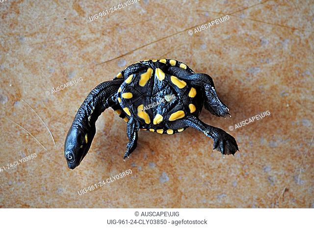 Common snake-necked turtle