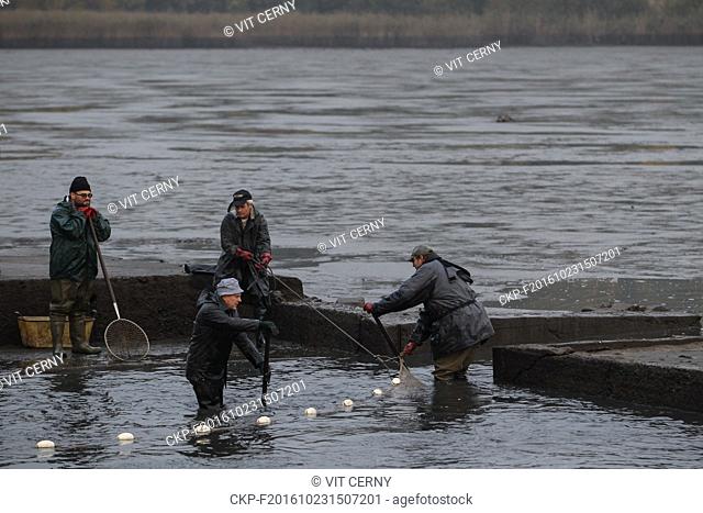 Fishermen of Pihel fish out the Pivovarsky pond in Pihel, nera Ceska Lipa, Czech Republic, on October 22, 2016. (CTK Photo/Vit Cerny)