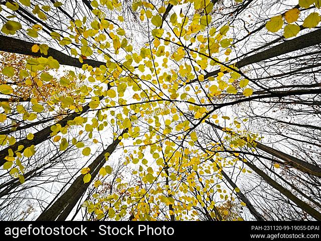 19 November 2023, Brandenburg, Siehdichum: Late autumn in the Schlaubetal Nature Park. Founded at the end of 1995, the Schlaubetal Nature Park in the East...