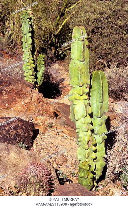 Totem Pole Cactus (Lophocereus schottii var. monstrosus) Desert Museum, AZ