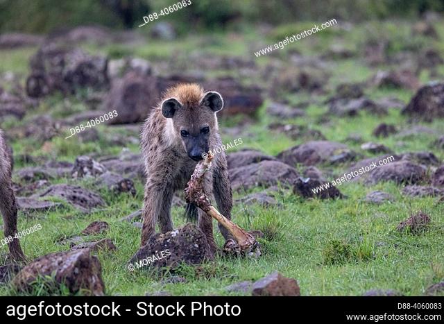 Africa, East Africa, Kenya, Masai Mara National Reserve, National Park, Spotted hyena (Crocuta crocuta), adult, in the savanna, fight for bones