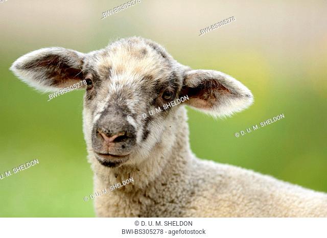 domestic sheep (Ovis ammon f. aries), lamb, Germany