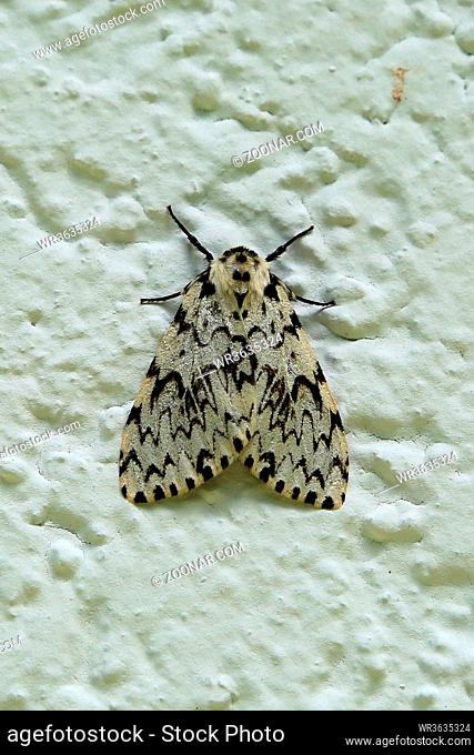 Nonne, Nachtfalter und Forstschädling, Pine moth, Lymantria monacha
