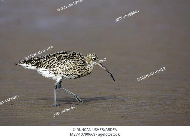Curlew - on mudflats searching for food, (Numenius arquata)