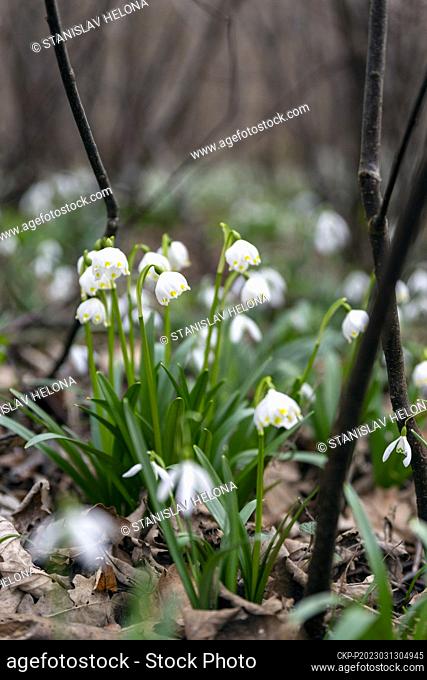 Leucojum vernum, the spring snowflake, flowering in Litovel, Czech Republic on March 13, 2023. (CTK Photo/Stanislav Helona)