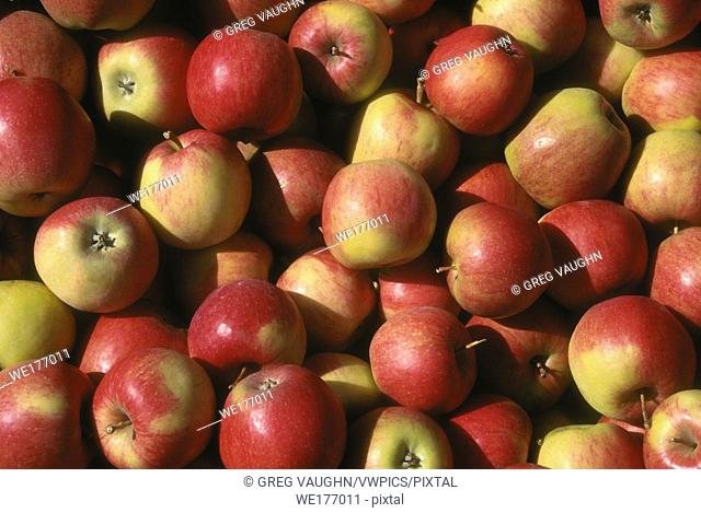 Jonagold apples at a produce stand near the town of Oliver in the Okanagan Valley, British Columbia, Canada. .