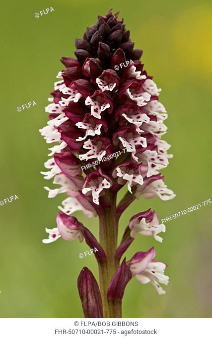 Burnt Orchid (Orchis ustulata) close-up of flowerspike, growing in limestone grassland, Abruzzo N.P., Apennines, Italy, May