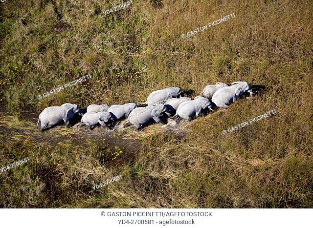 African Elephants (Loxodonta africana), in the freshwater marsh, aerial view, Okavango Delta, Botswana. . The Okavango Delta is home to a rich array of wildlife...