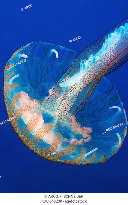 Mauve Stinger, jellyfish, mediterranean, atlantic / (Pelagia noctiluca)