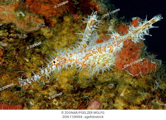 Solenostomus paradoxus, Schmuck Geisterpfeifenfisch, Harlequin ghost pipefish, Ornate ghost pipefish, Pemuteran, Bali, Indonesien, Asian, Indopazifik, Indonesia